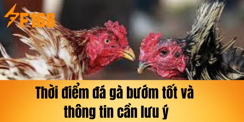 Thời điểm đá gà bướm tốt và thông tin cần lưu ý