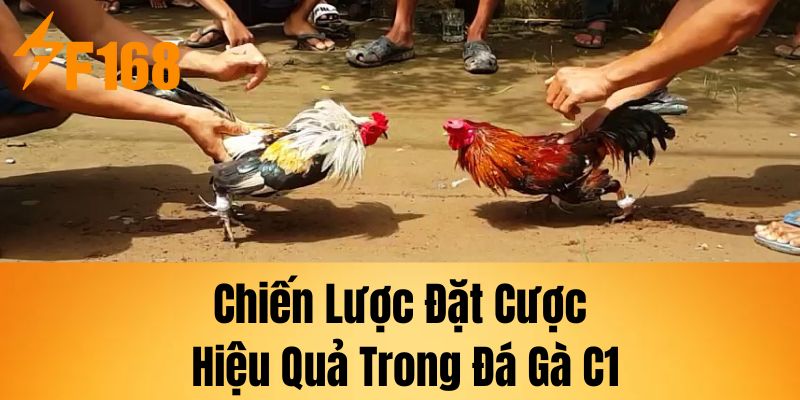 Chiến lược đặt cược hiệu quả trong đá gà C1