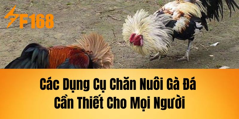 Các Dụng Cụ Chăn Nuôi Gà Đá Cần Thiết Cho Mọi Người