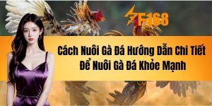 Cách Nuôi Gà Đá - Hướng Dẫn Chi Tiết Để Nuôi Gà Đá Khỏe Mạnh