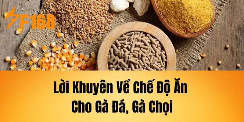 Lời Khuyên Về Chế Độ Ăn Cho Gà Đá, Gà Chọi